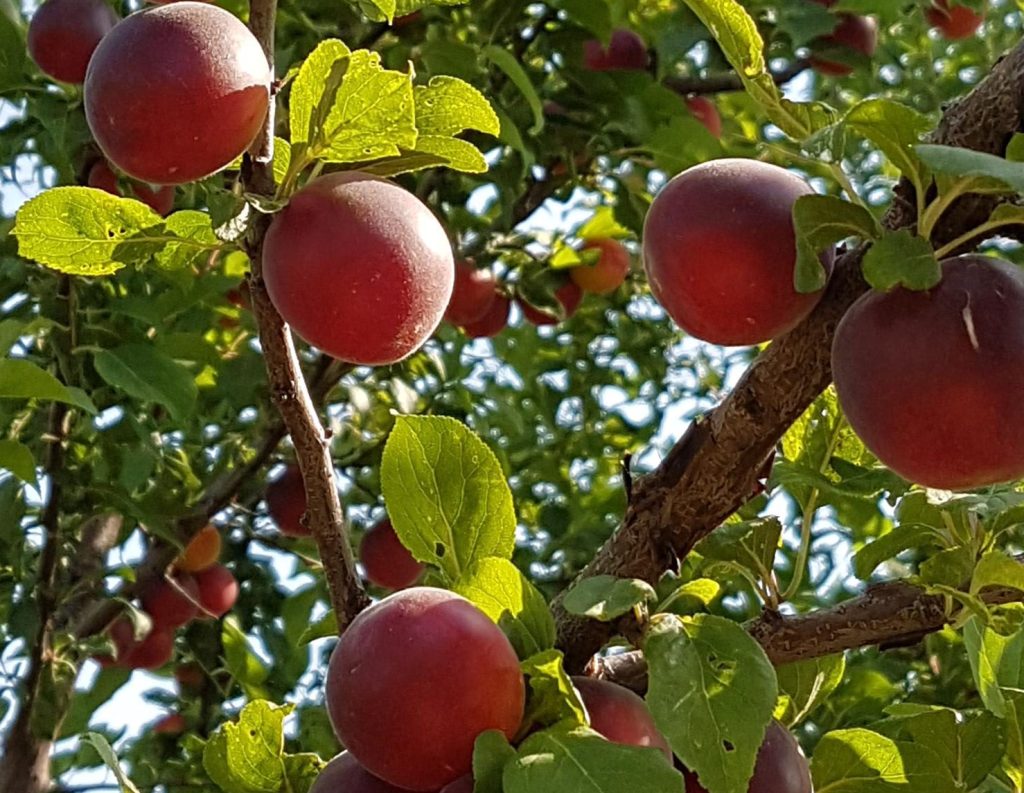 Купить Гибрид абрикоса "Бирококколо Гигант ди Будрио"