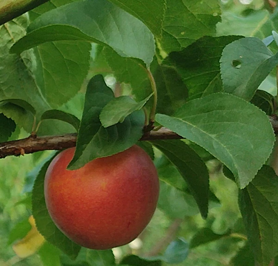 Купить Гибрид абрикоса "Бирококколо Гигант ди Будрио"