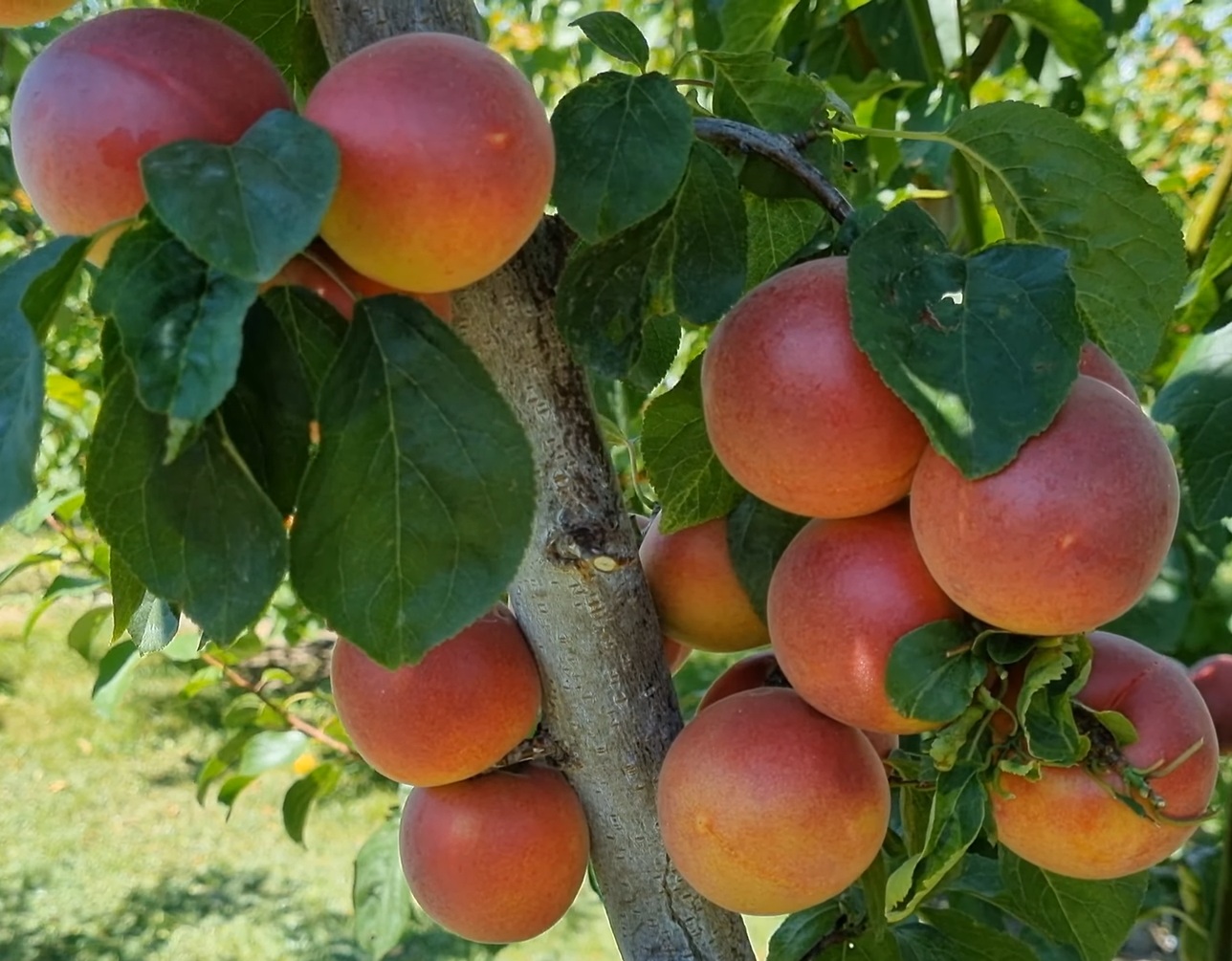 Купити саджанці гібриду абрикоса "Бірікоколо Сусінкоко"