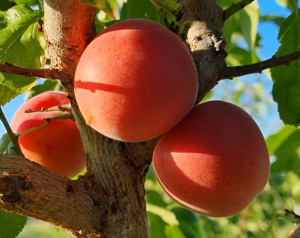 Купить Гибрид абрикоса "Бирикоколо Сусинкоко"