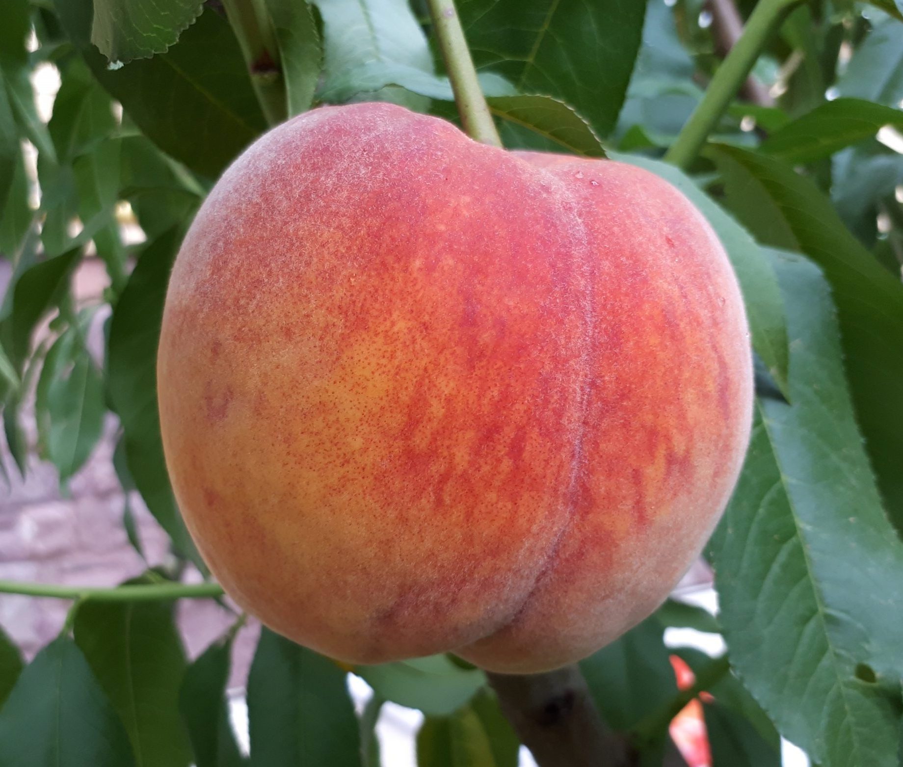 Купити Персик "Вайн Голд"