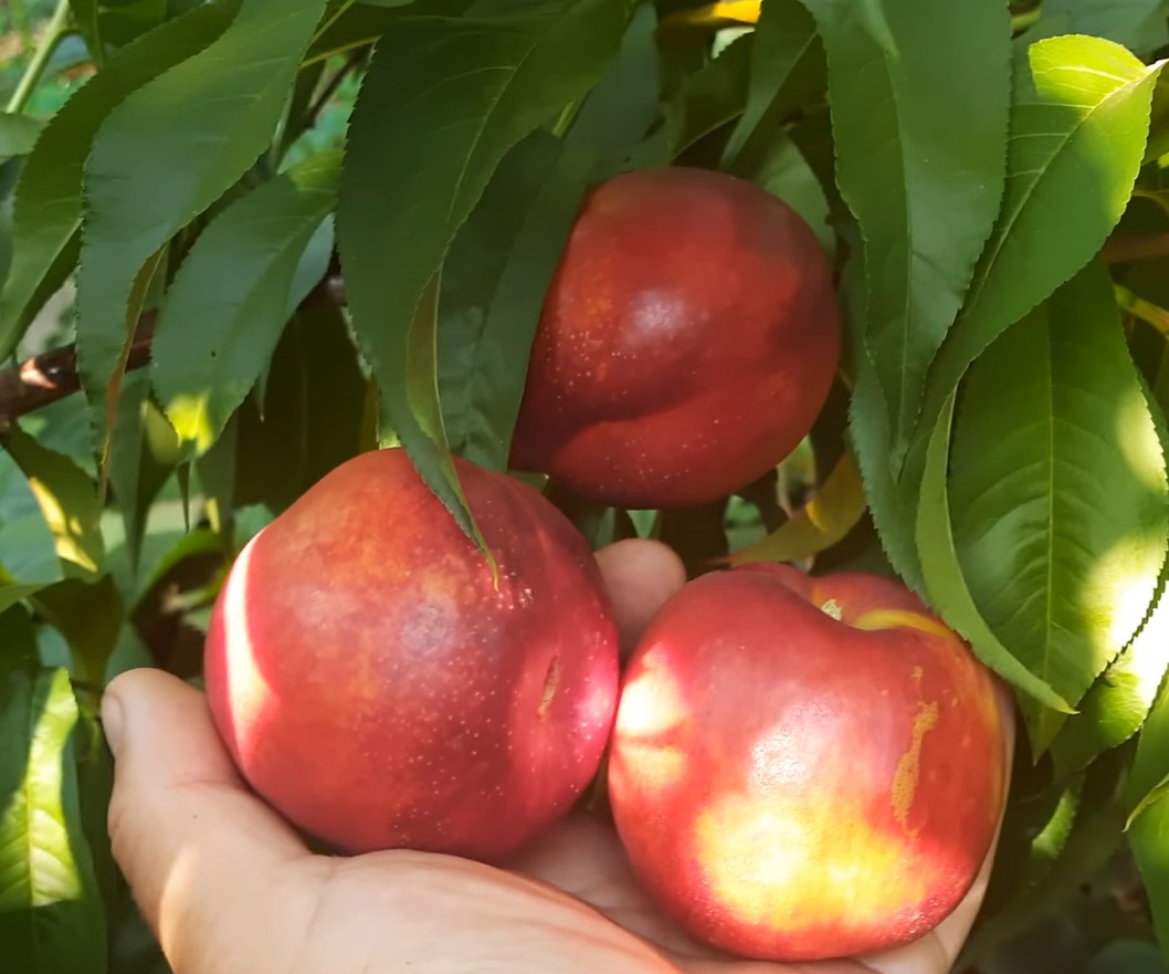 Купить Нектарин "Ванг-8"