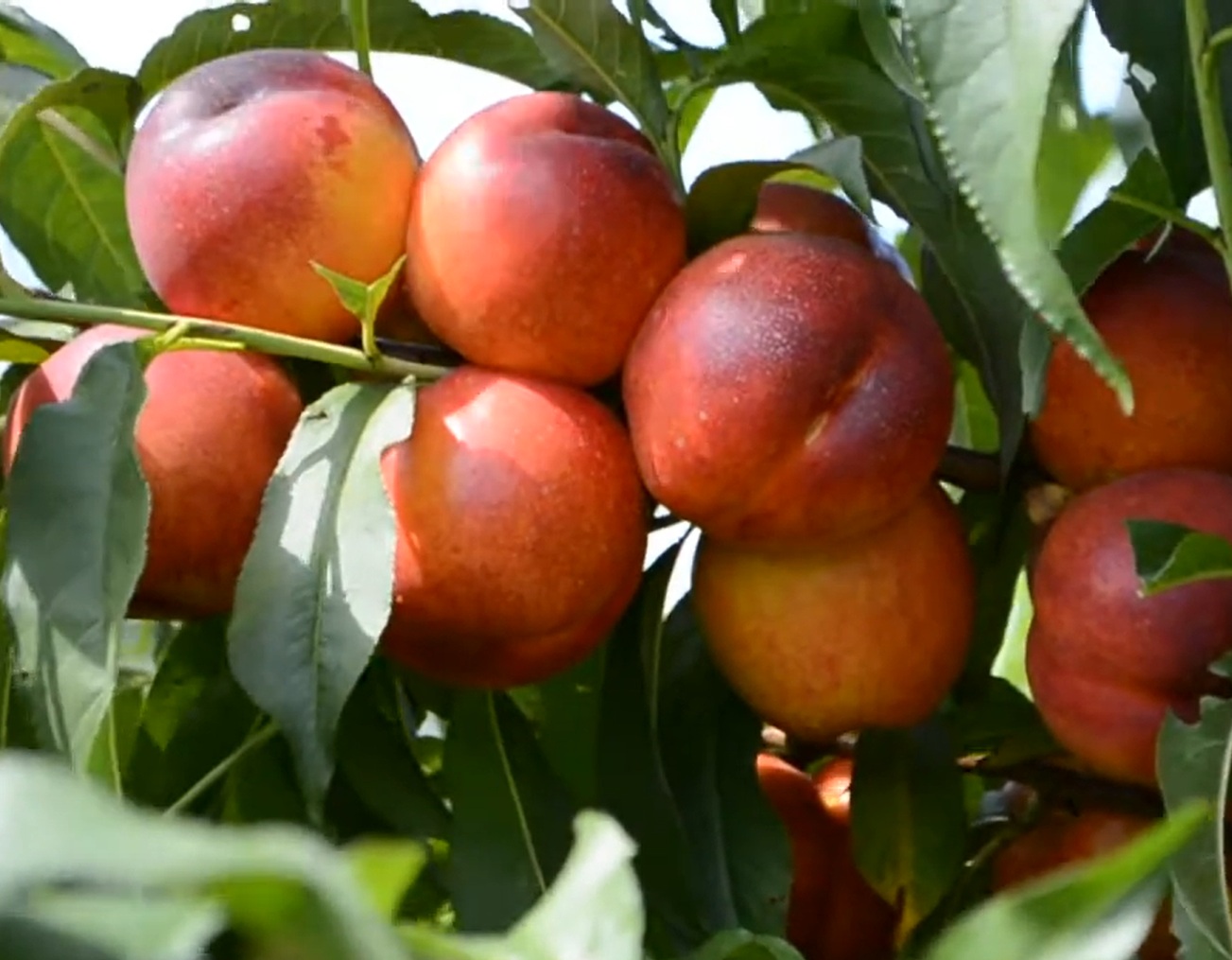 Купити Нектарин "Ванг-8"