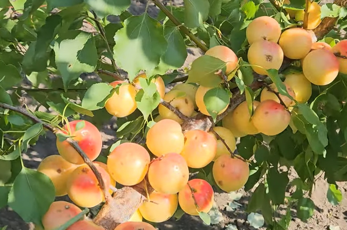 Купити Абрикос "Ваніла кот"