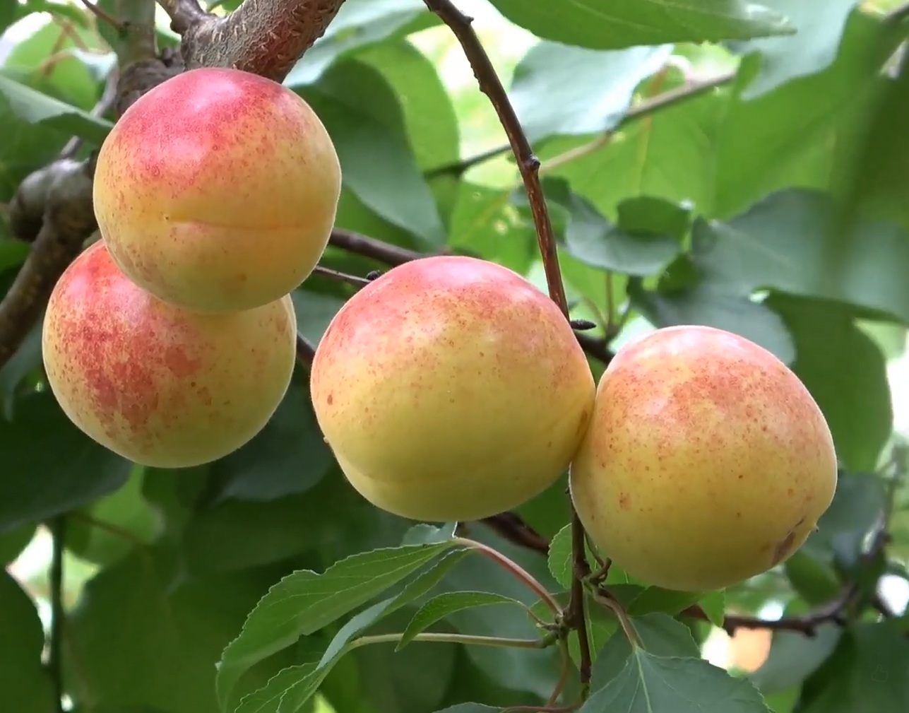 Купити Абрикос "Ваніла кот"