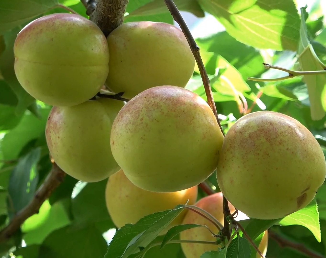 Купити Абрикос "Ваніла кот"