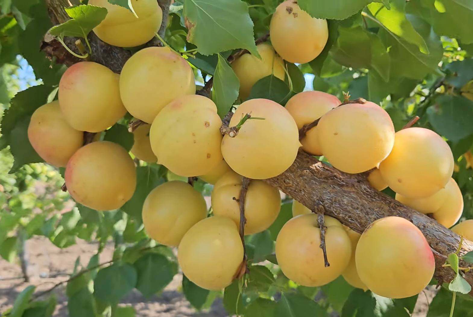 Купити Абрикос "Ваніла кот"