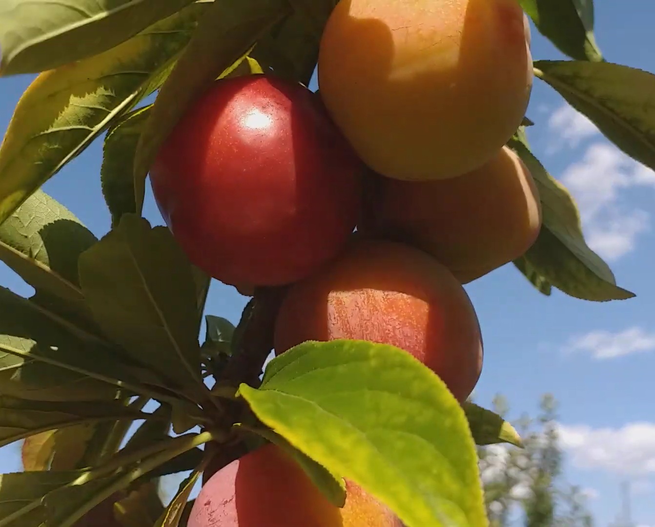 Купити Гібрид сливи "Ванієр"