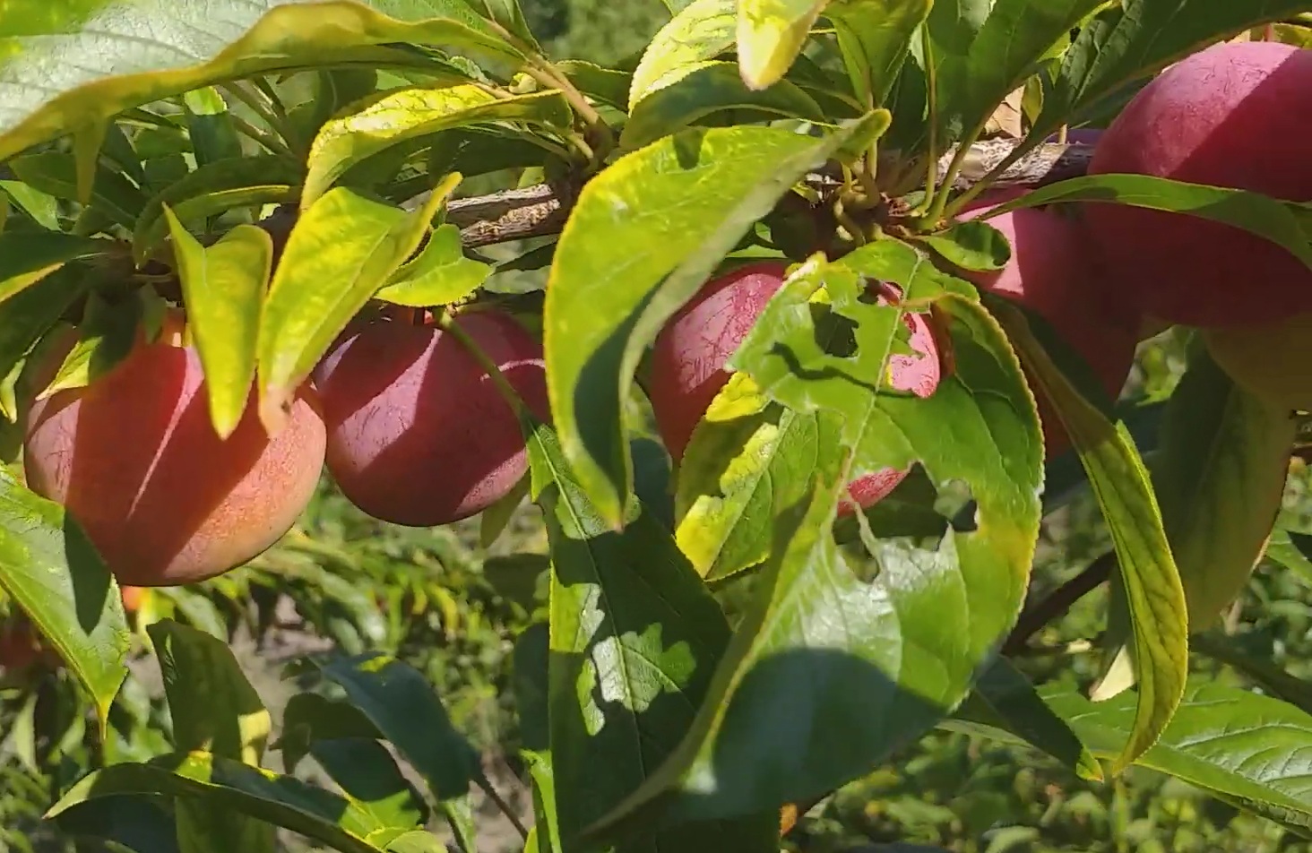 Купити Гібрид сливи "Ванієр"