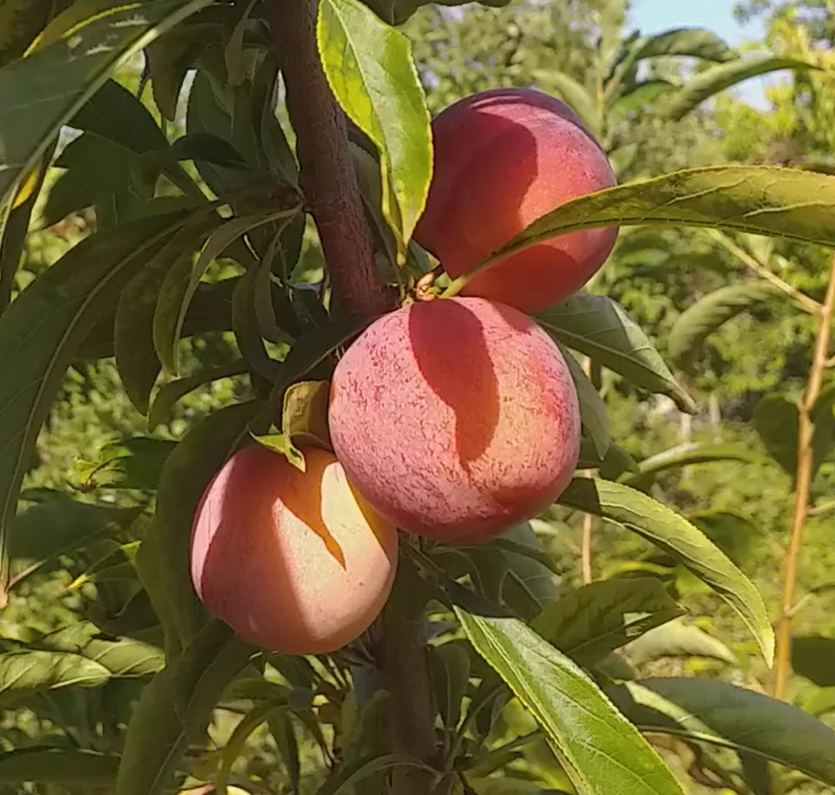 Купить Гибрид сливы "Ваниер"