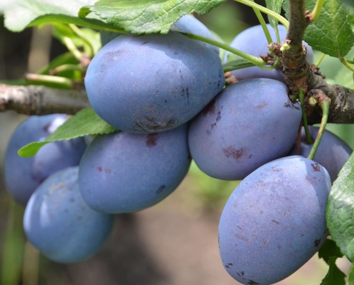 Купить Сливу "Венгерка"