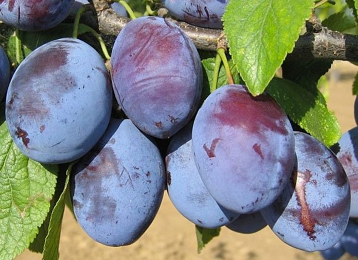 Купити Сливу "Венгерка"