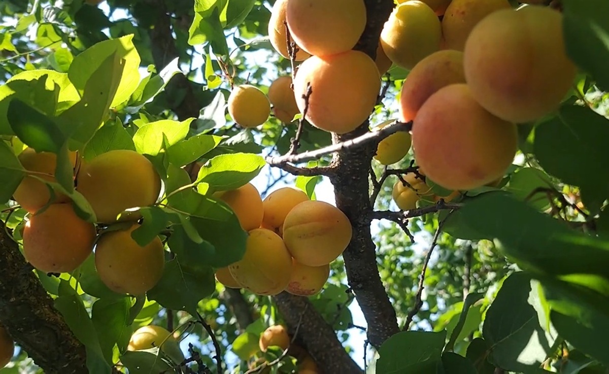 Купити Абрикос "Ветеран Севастополя"