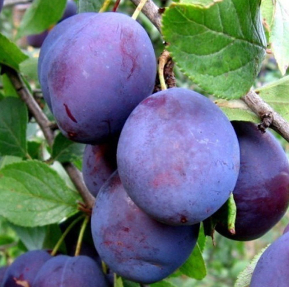 Купити Сливу "Волошка"