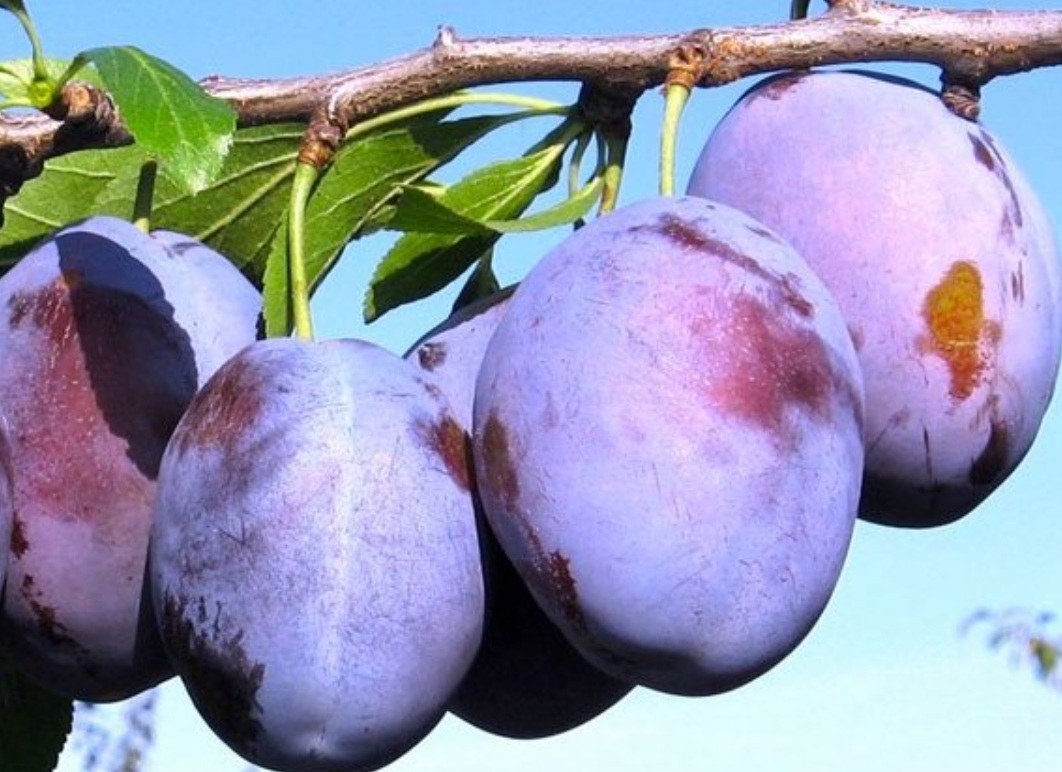 Купити Сливу "Волошка"