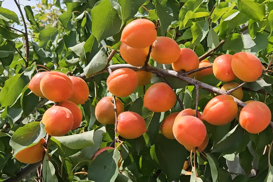 Купити Абрикос "Вондер Кот"