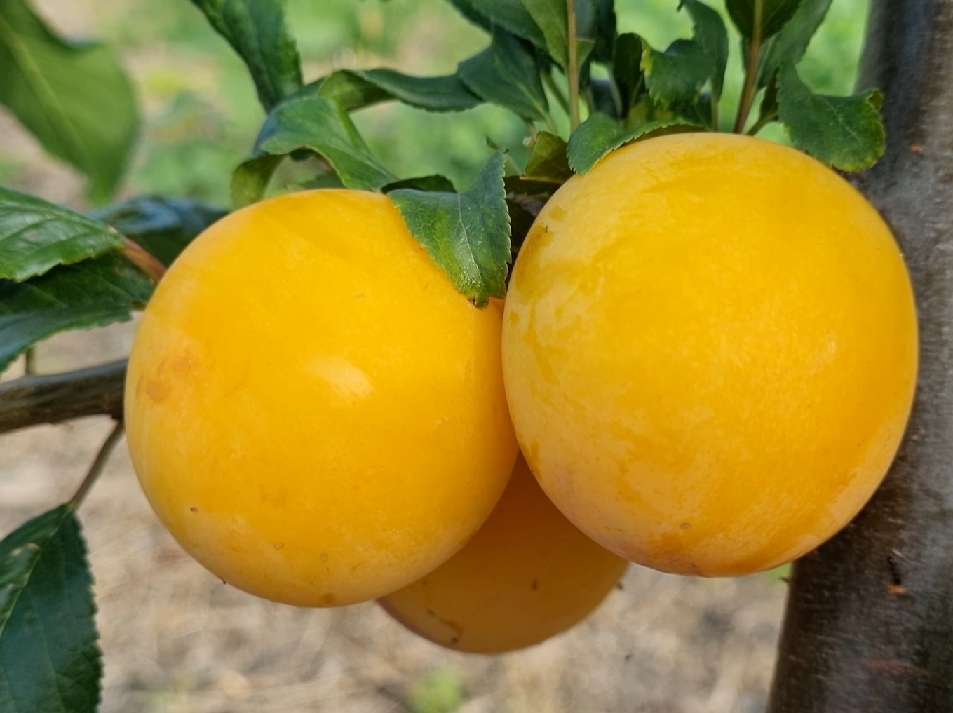 Купити Аличу "Гек" 