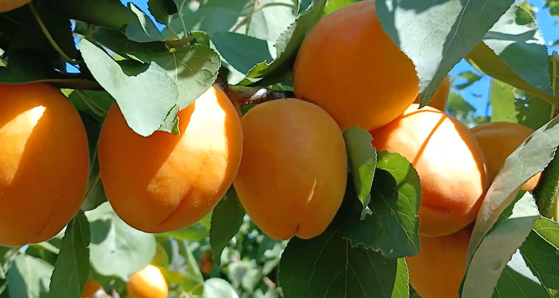 Купити Абрикос "Голд Річ"