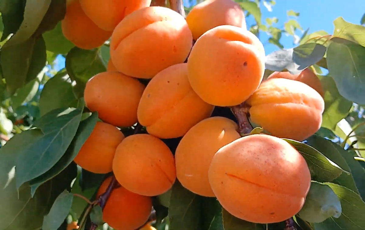Купити Абрикос "Голд Річ"