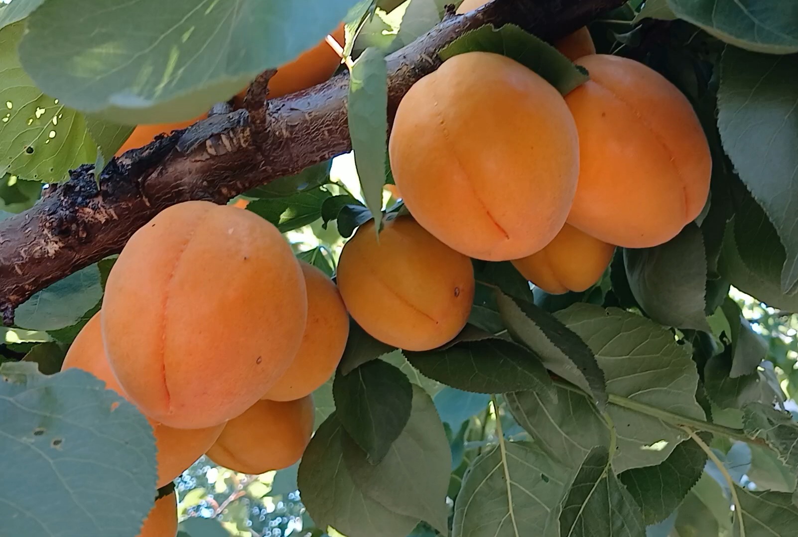 Купити Абрикос "Голд Річ"