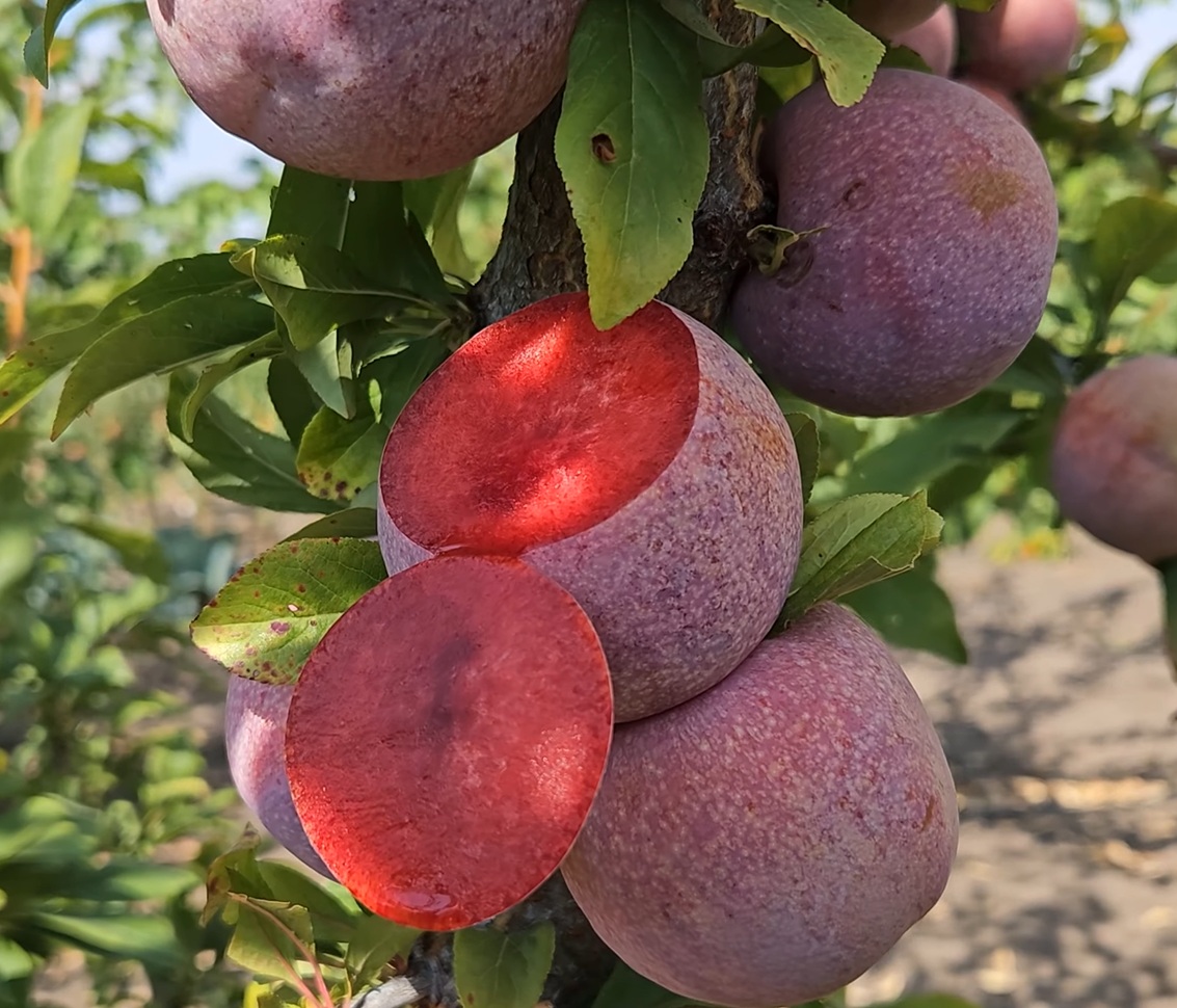 Купити Гібрид Сливи "Дапл Данді"