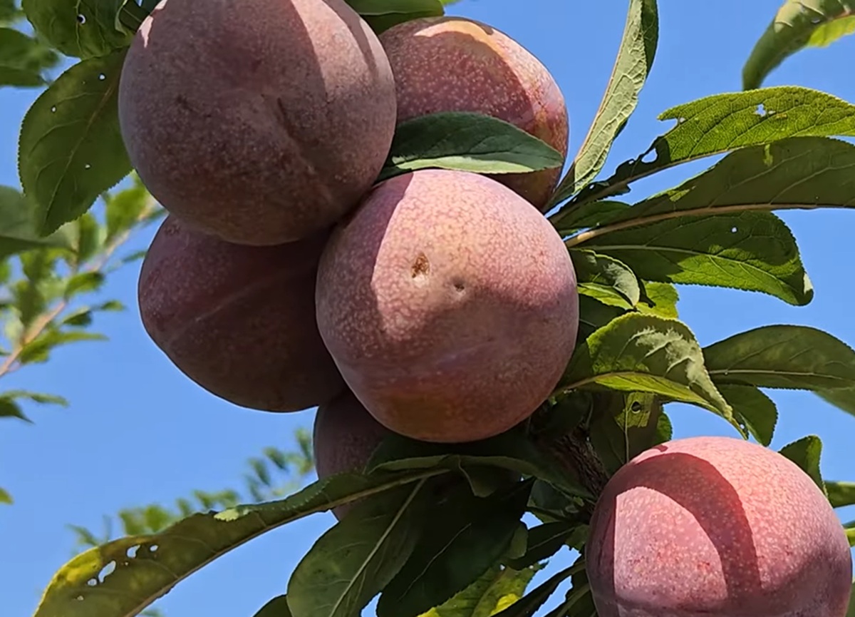 Купить Гибрид Сливы "Дапл Данди"