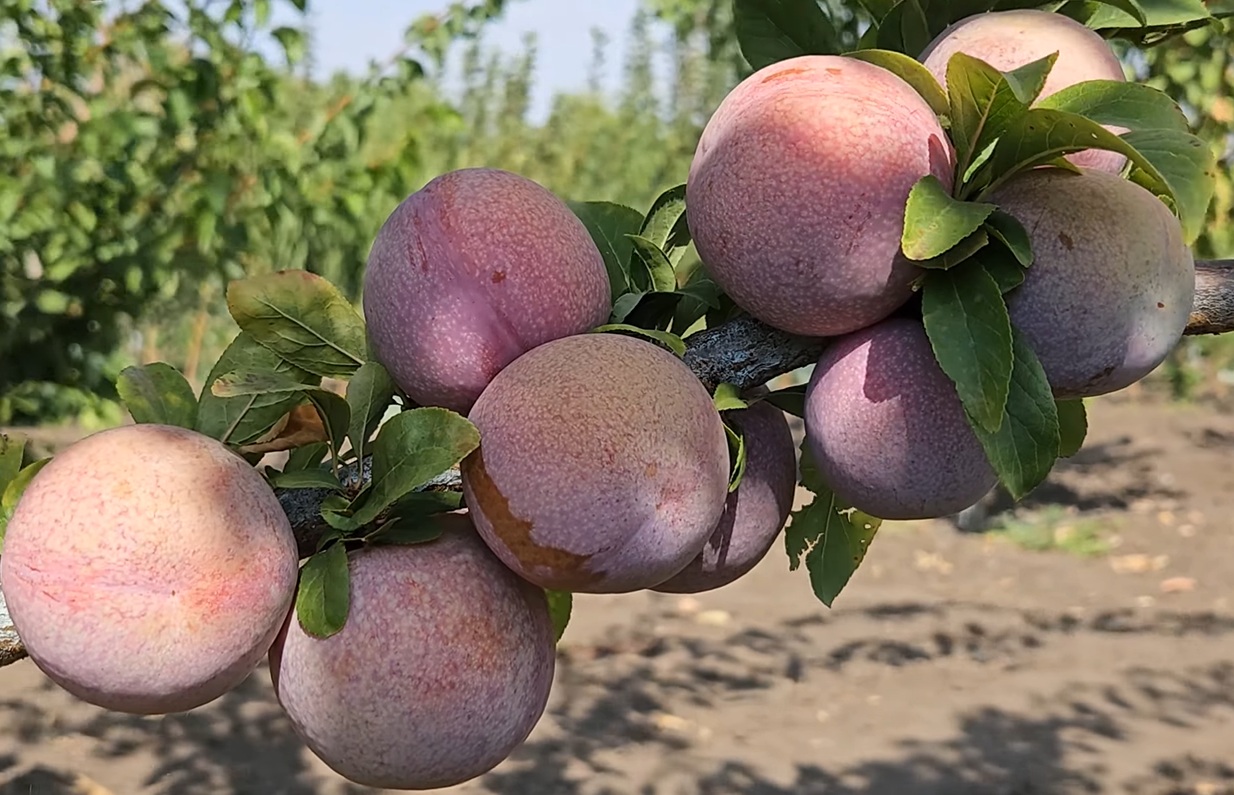 Купити Гібрид Сливи "Дапл Данді"