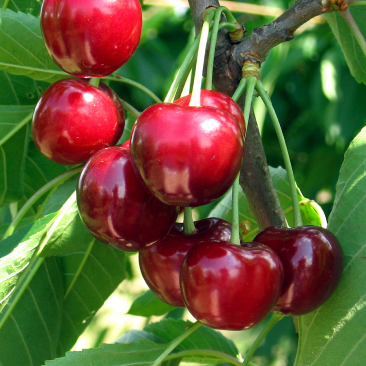 Купить саженец вишни Дар Млиева