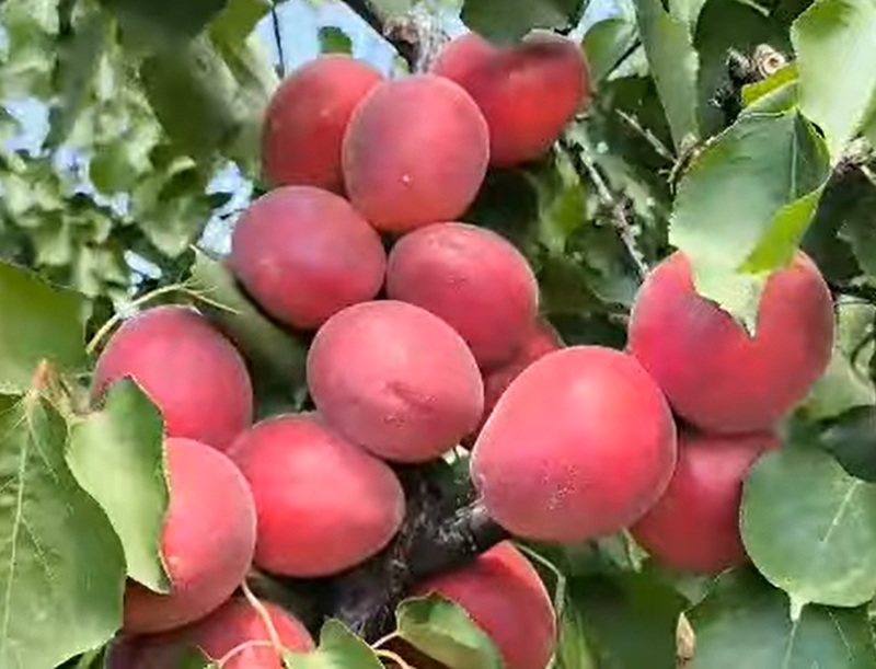 Купити саджанець абрикоса Дженгат