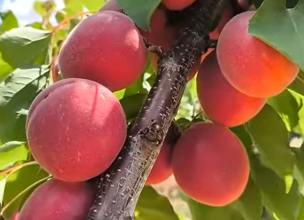 Купити саджанець абрикоса Дженгат