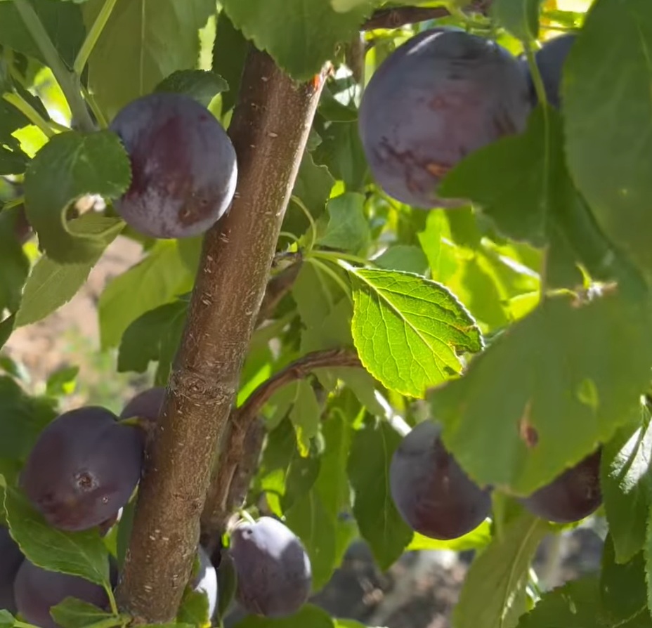 Купити Сливу "Джуна"