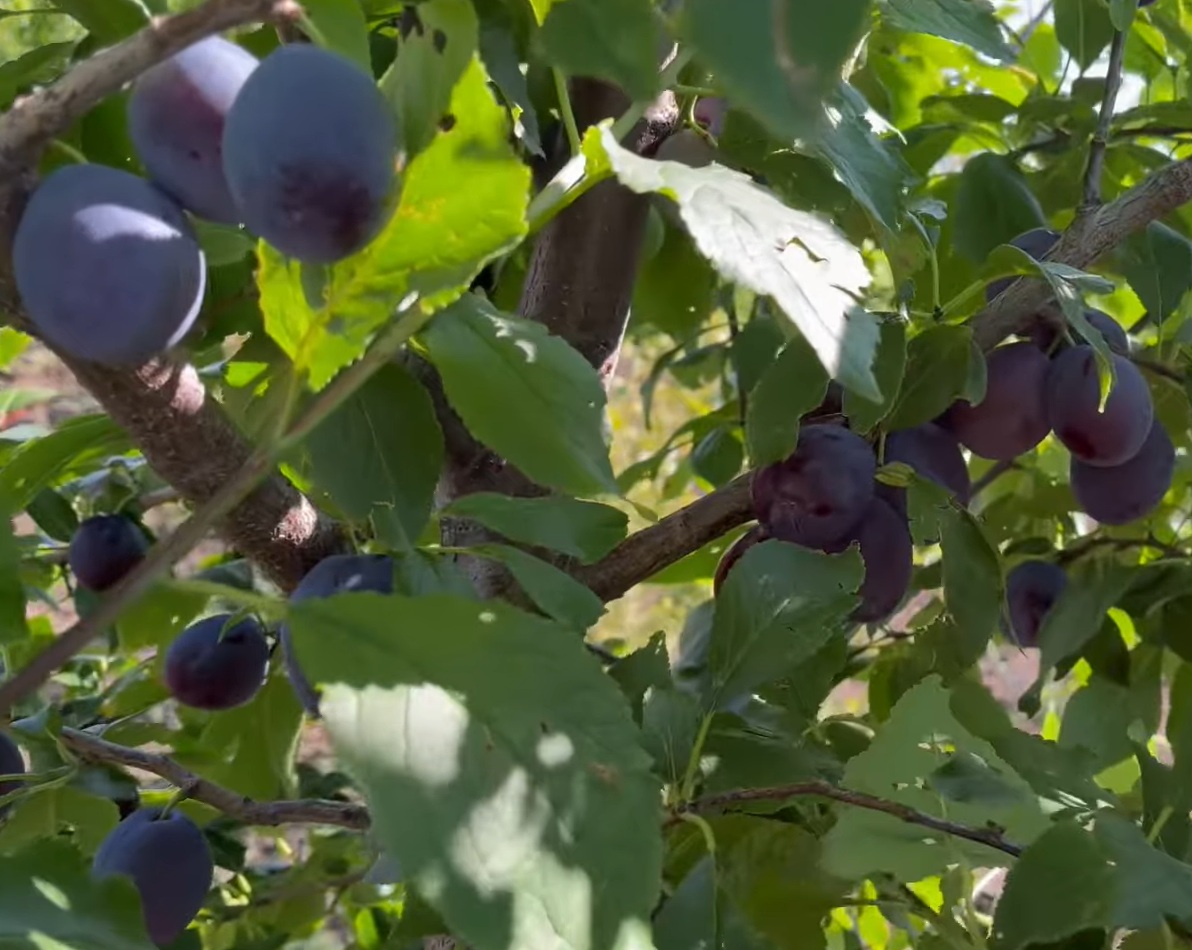 Купити Сливу "Джуна"