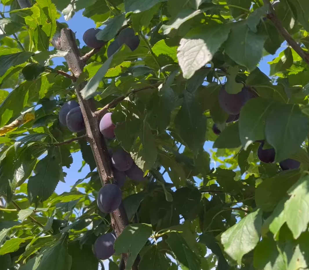 Купити Сливу "Джуна"