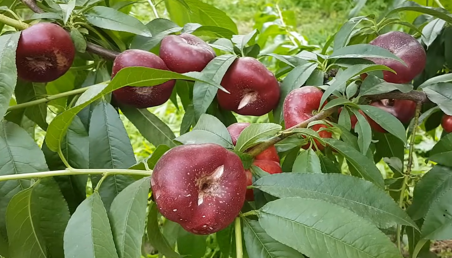 Купити Інжирний нектарин "Донат"