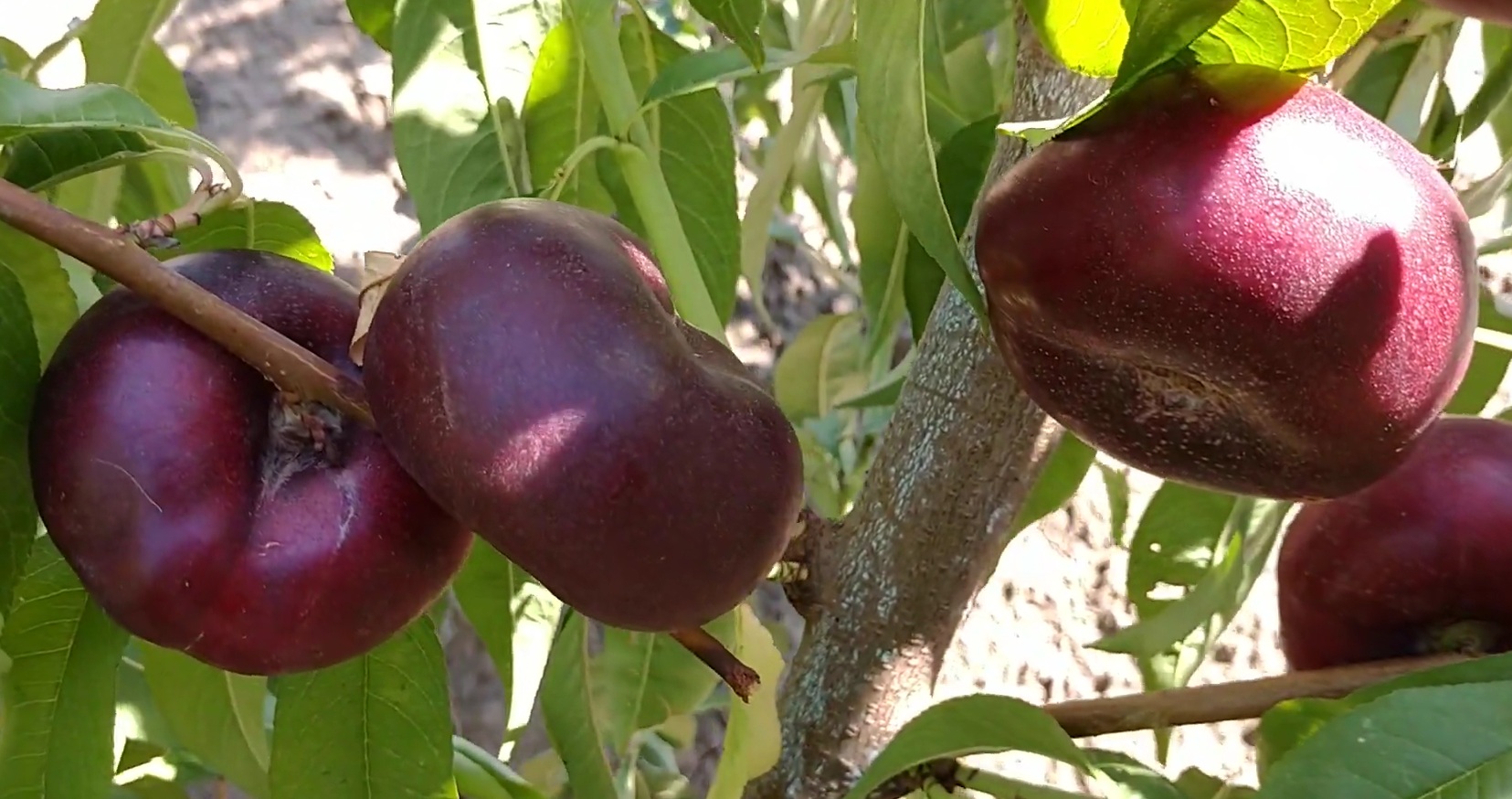 Купити Інжирний нектарин "Донат"