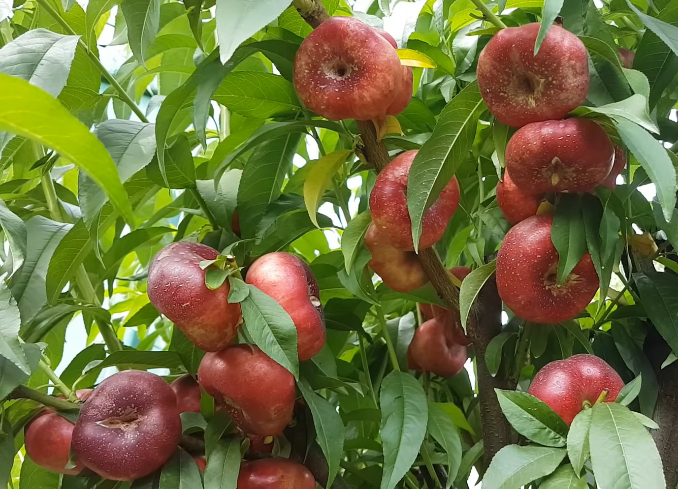 Купить Инжирный нектарин "Донат"
