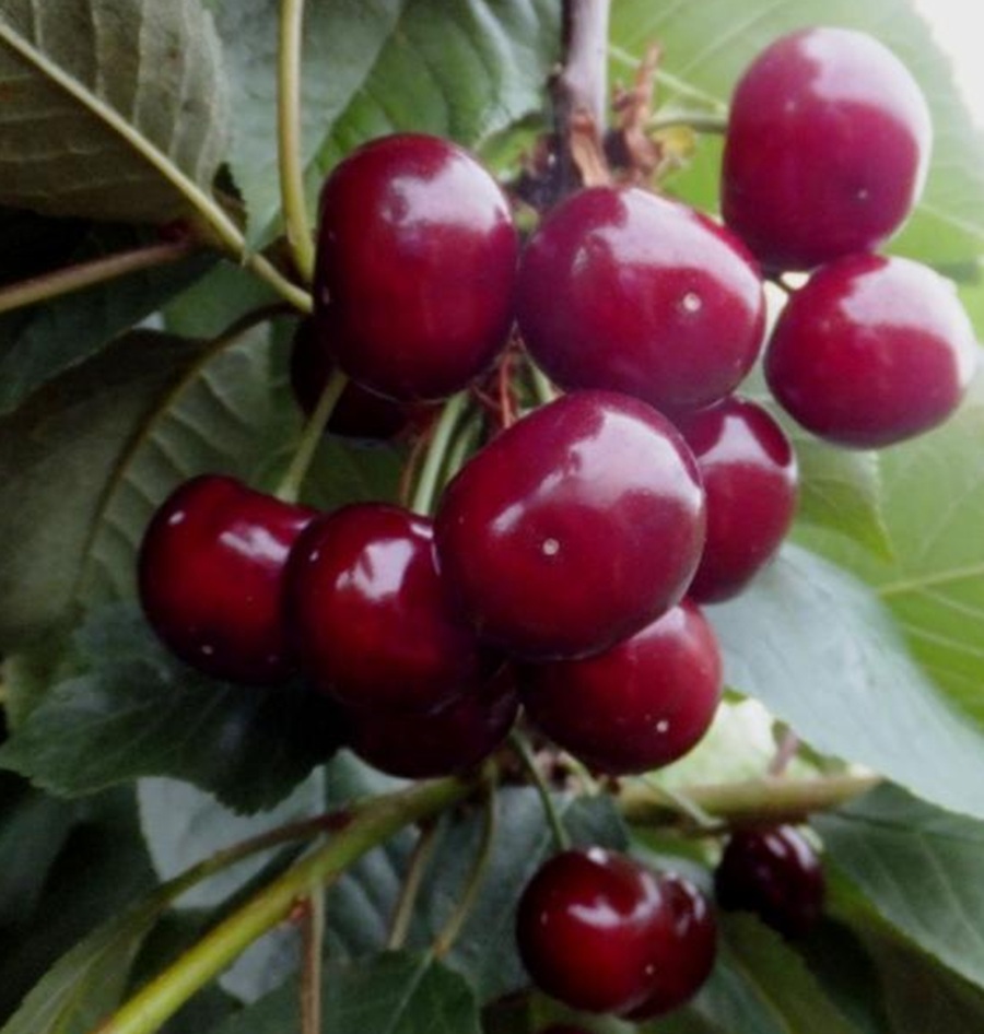 Купити Вишню "Донецький велетень"