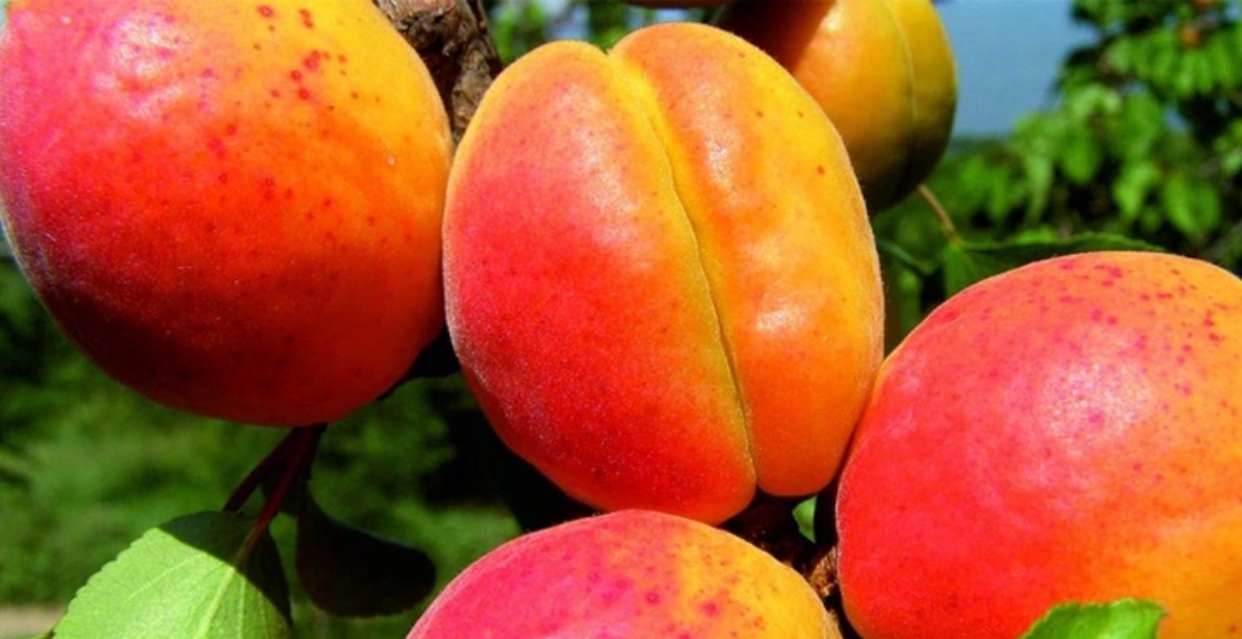 Купити Абрикос "Донецький краснощокий"