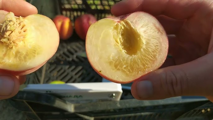 Купить саженцы персиков