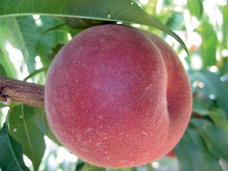 Купити саджанець персика Екстрім Вайт 