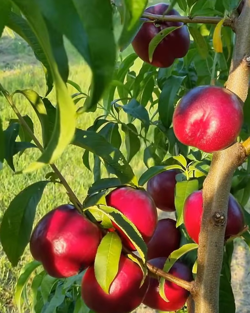 Купити Нектарин Екстрім Б'юті