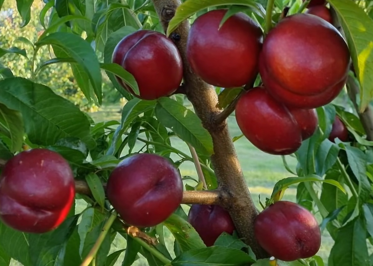 Купить Нектарин "Экстрим Бьюти"