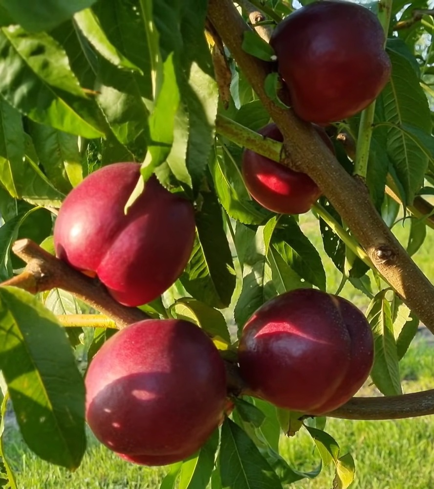 Купить Нектарин "Экстрим Бьюти"