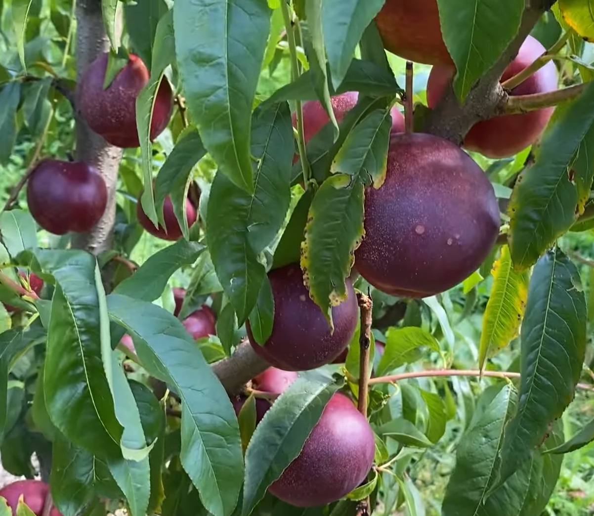 Купити Нектарин "Екстрім Глобе"