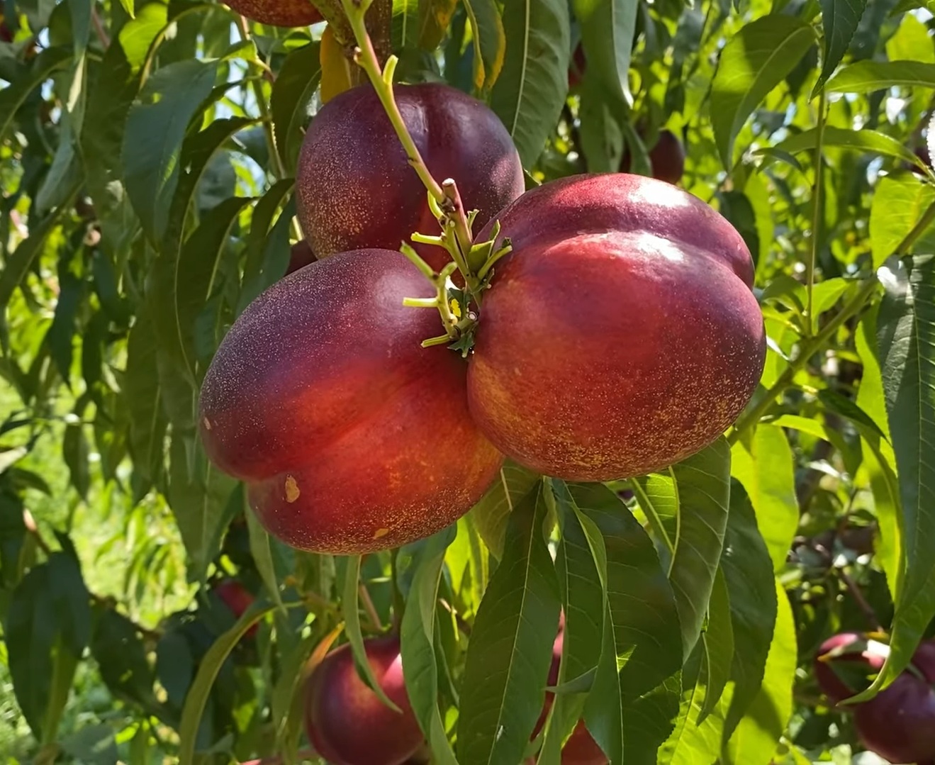 Купити Нектарин "Екстрім Глобе"