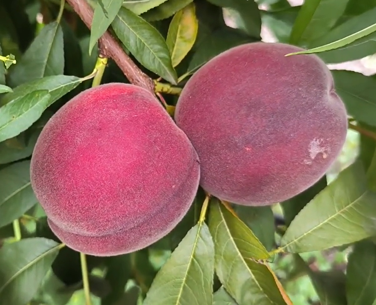 Купить Персик "Экстрим Джулай"