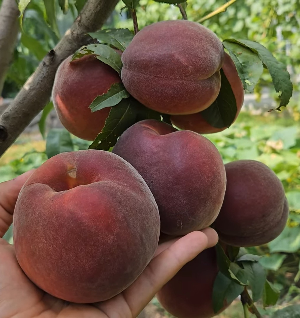 Купить саженцы персиков