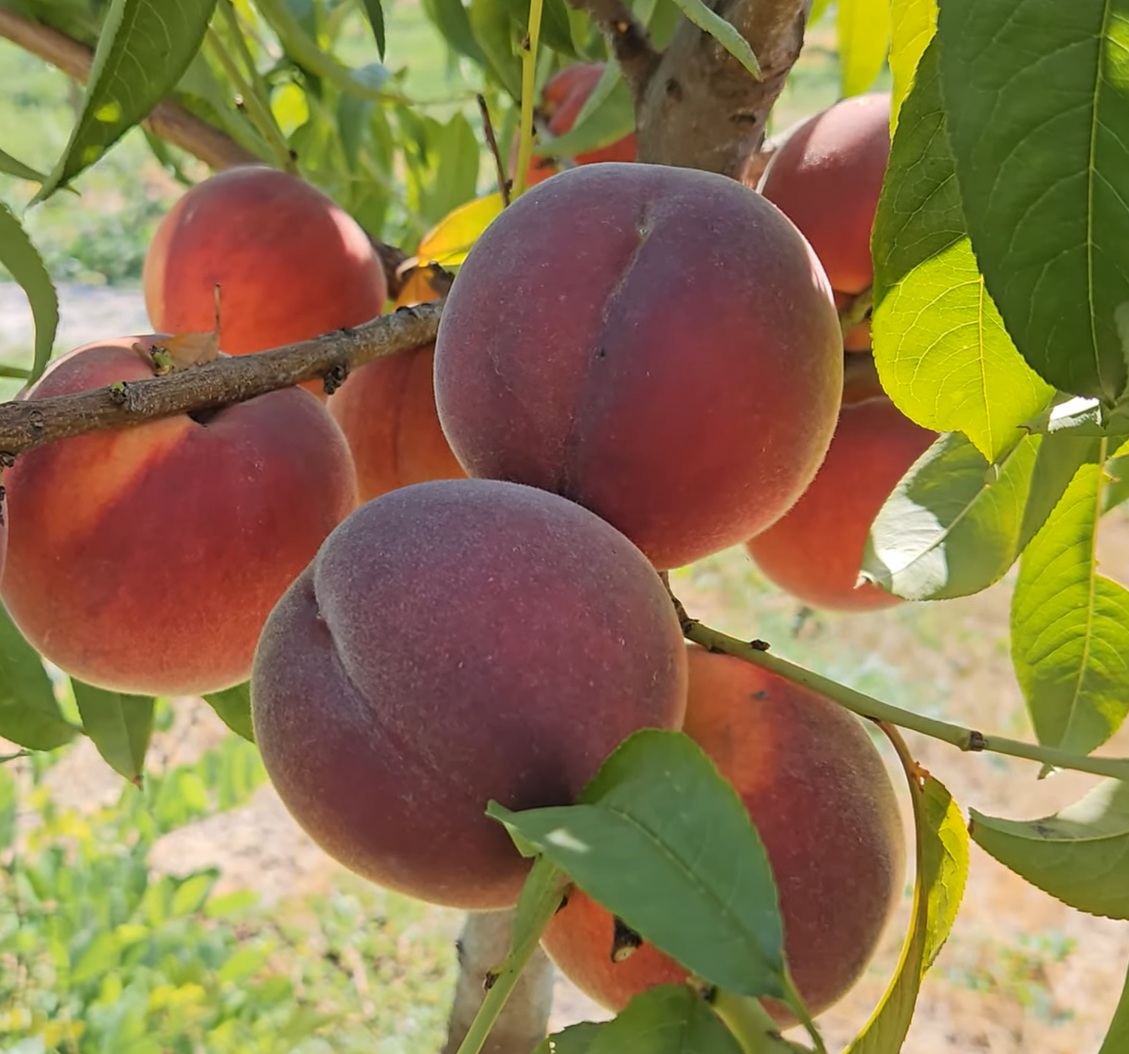 Купить Персик "Экстрим 436"