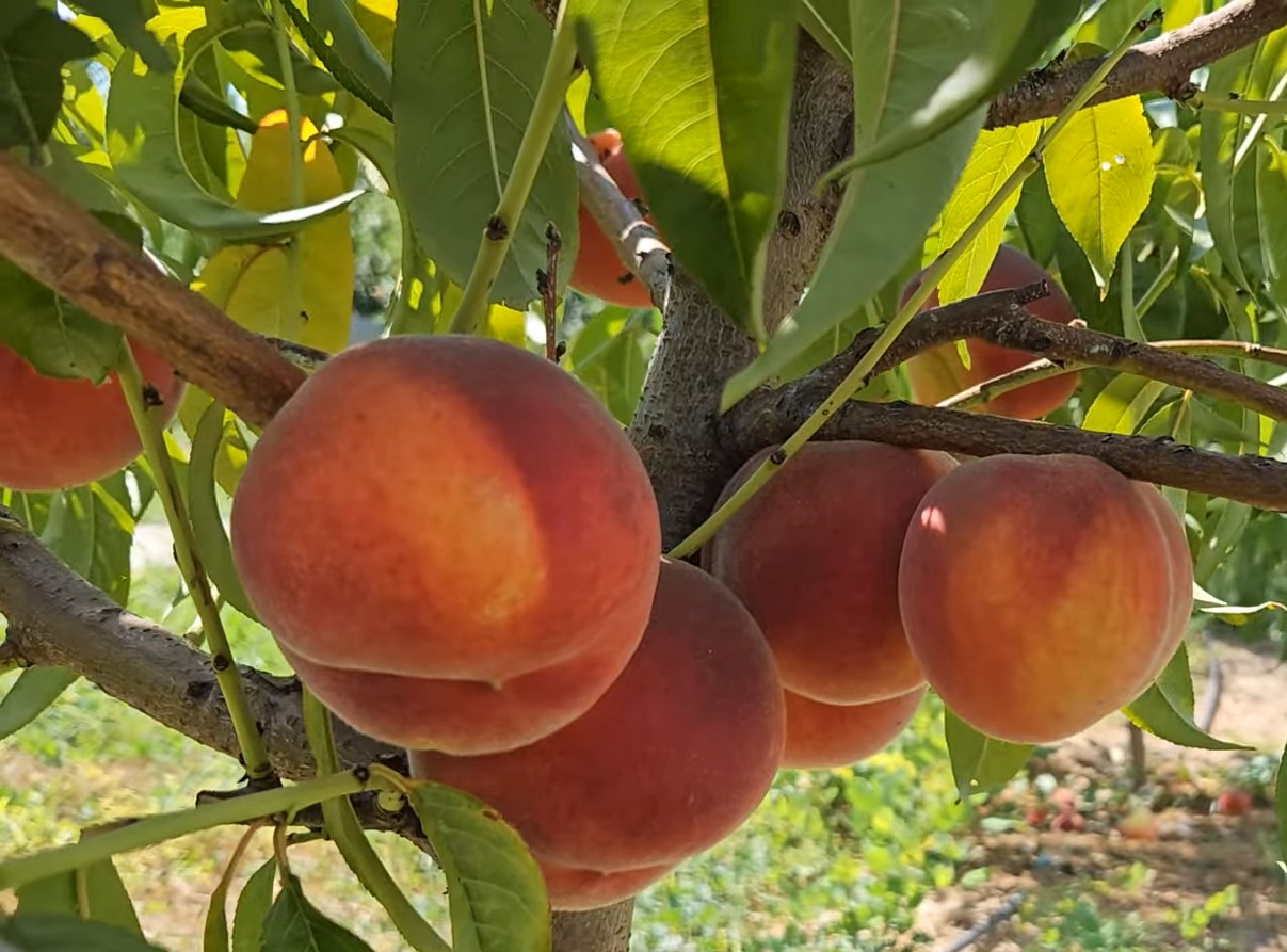 Купить Персик "Экстрим 436"