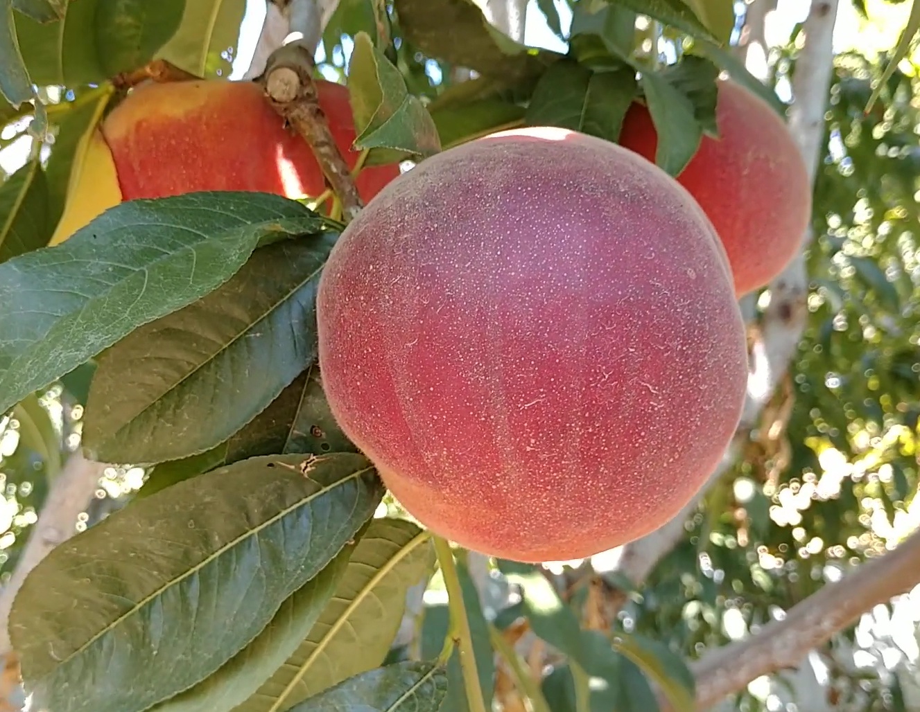 Купити Персик "Екстрім 436 "